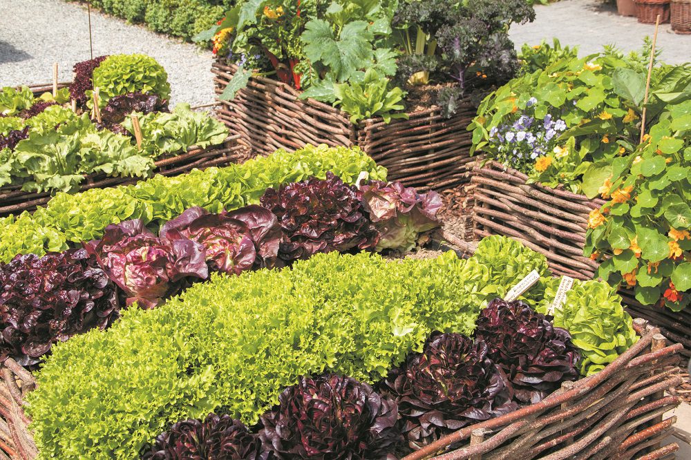 Fresh salad plants in the garden