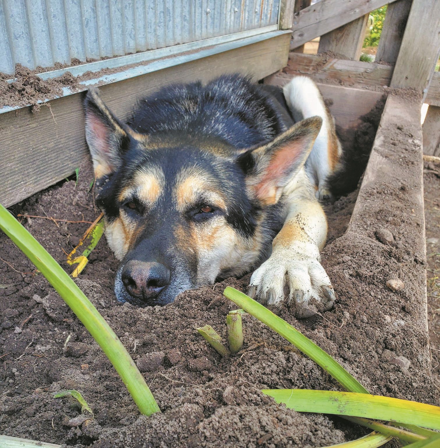 Chace Dogs and Gardening Jupiter in the garden copy1