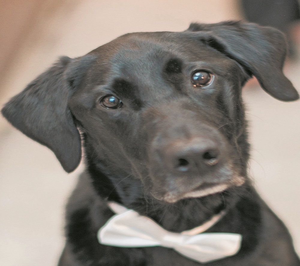 View More: http://alexthorntonphotography.pass.us/kim-joe-wedding