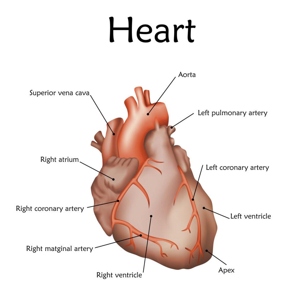 enlarged heart